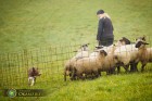 Zkoušky pasení ovcí, Libhošť